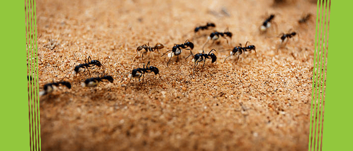 Ant Control Rozelle
