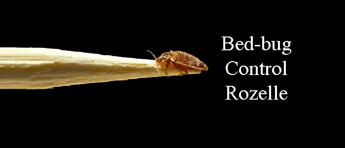 Bed Bug Control Rozelle