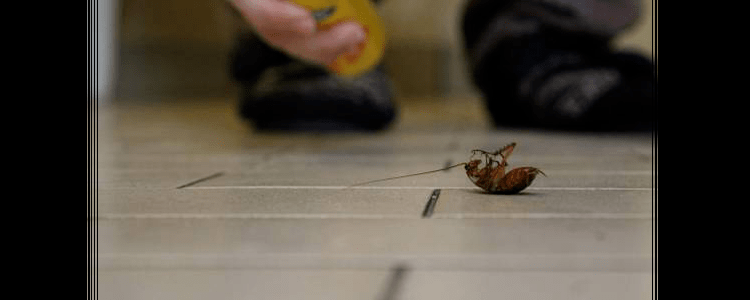 Cockroach Control Rozelle