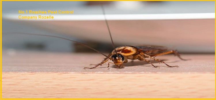 Roaches Pest Control Rozelle