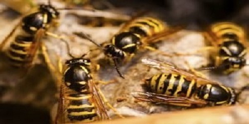 Bees & Wasps Control Rozelle