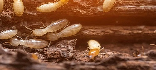 Termite Control Rozelle